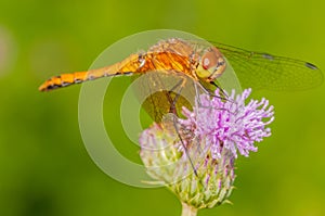 Meadowhawk Dragonfly