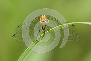 Meadowhawk Dragonfly