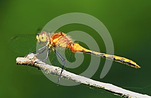 Meadowhawk Immature  45956