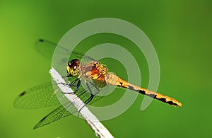 Meadowhawk Immature 45988