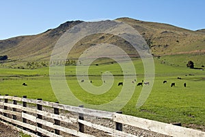 Meadowland near twizel