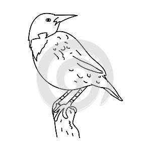 Meadowlark bird illustration vector.Line art bird
