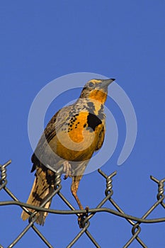 Meadowlark on Fence