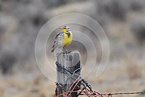 Meadowlarks, Wyoming`s state bird, are some of the first birds to arrive in spring.