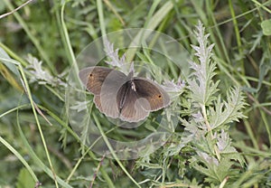 Meadown brown butterfly