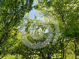 meadown and trees background