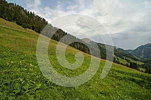 Meadows in the alpine slopes