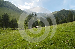 Meadows in the alps