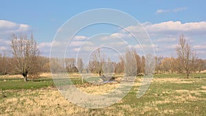 Meadows with bare willow trees in the flemish countryside