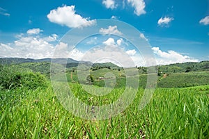 Meadows and corn fields in the mountain