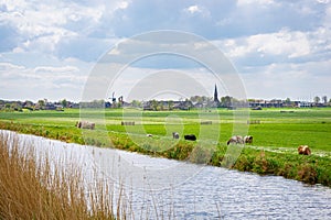 Meadows and cows with a Dutch village in the distance