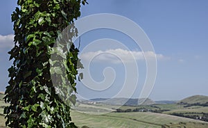 Meadows in Dorset - blue skies and ivy trees.