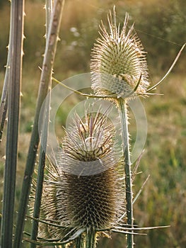 Detail of thistles in the field photo