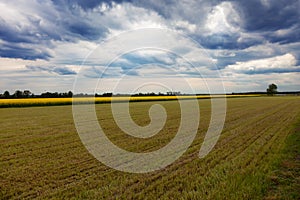 Meadows and fields with rapeseed during cloudy day