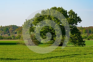 Meadows, fields and a single tree in the Ruhraue near Mintard