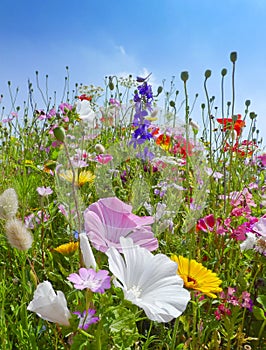 Meadows flowers and blue sky