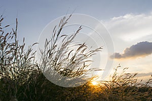 Meadows flowers grass with sky sunset background in winter