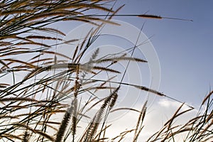 Meadows flowers grass with sky sunset background in winter