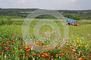 Meadows and flowers in scenic rural india