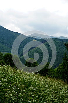 Lúky a lesy nad Jasenovou s kopcami Národného parku Malá Fatra, Slovensko