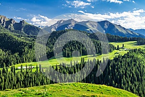 The meadows and forests in summer Jiang braque scenic spot photo