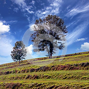 Meadows in France