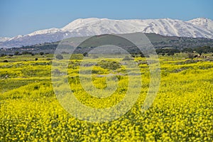 Meadows in golan Heights and hermon mount on the backgound photo