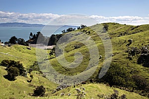 Meadows and hills on the Coromandel Peninsula photo