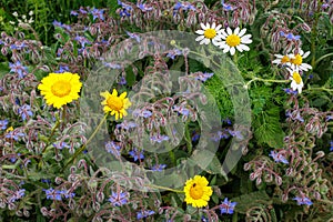 The meadows on the island of Sadinia are full of wild flowers