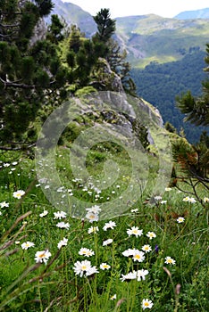 Meadows on a mountain climb, covered with white flowers