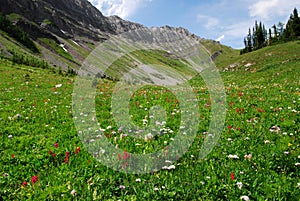 Meadows on mountain top