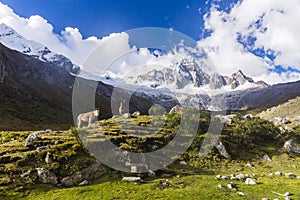 Meadows, mules and snow caped mountains in Huascaran National Park photo