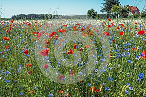 Meadows in Poland