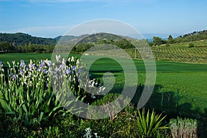 Meadows in provence