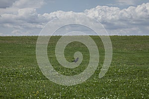 Meadows - Salisbury plain/the crow.