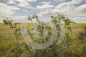 Meadows - Salisbury plain/the thistle plant.