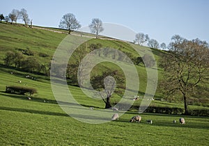 Meadows, sheep and blue sky, Peak District, England.