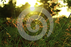 Meadows sunset green plants