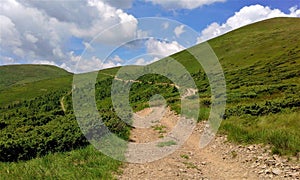 Meadows in the Svydovets mountain range