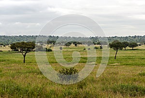 Meadows of Tanzania