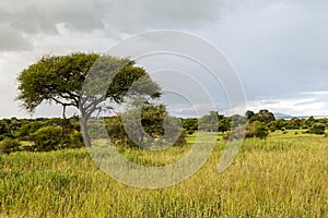 Meadows of Tanzania