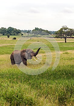 Meadows of Tanzania with elephant