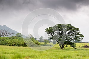 Meadows and trees in the rain forest