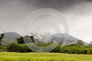 Meadows and trees in the rain forest