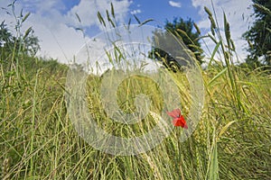 Meadows of wheat in summer season