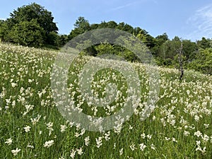 meadows with white flowers in the mountains of Banat, Romania