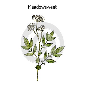 Meadowsweet Filipendula ulmaria , medicinal plant