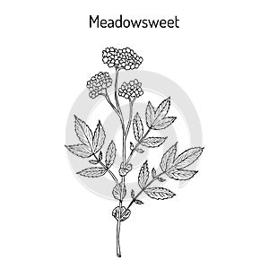 Meadowsweet Filipendula ulmaria , medicinal plant