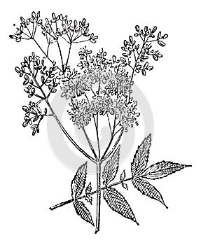 Meadowsweet or Filipendula ulmaria, vintage engraving