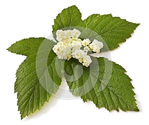 Meadowsweet flowers and leaves